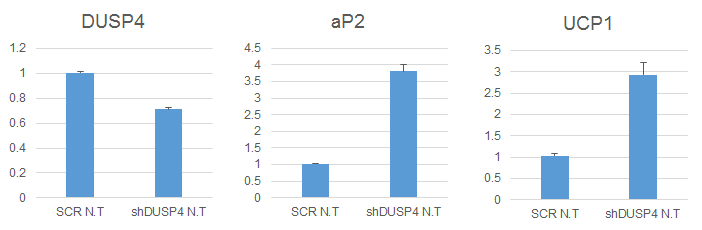 DUSP4의 발현억제에 따른 inguinal adipocytes에서 aP2 및 UCP-1의 발현변화