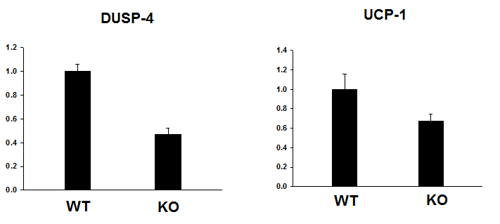 DUSP4 hetero KO mice에서의 DUSP4와 UCP-1의 발현 측정 결과
