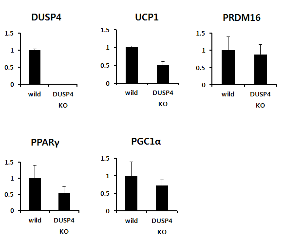 DUSP4 KO mice에서의 Inguinal adipose tissue 내 DUSP4와 열 발생인자 발현 측정 결과