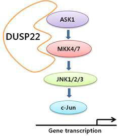 DUSP22의 ASK1 신호전달체계의 scaffold 모델