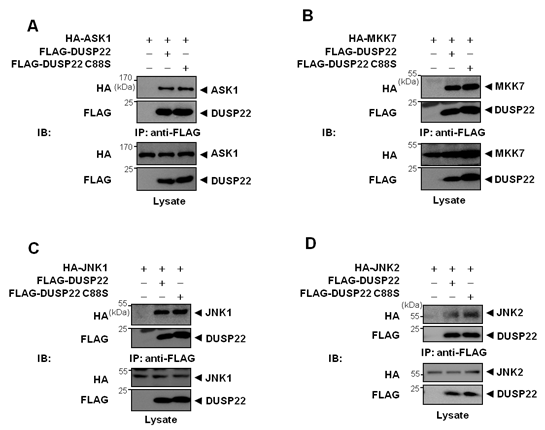 DUSP22와 상호작용하는 ASK1-JNK 신호전달체계 단백질