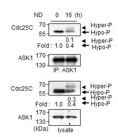 hyperphosphorylated Cdc25C과 ASK1의 상호작용감소
