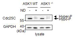 ASK1 WT 및 KO 세포에서의 Cdc25C 과인산화형태 생성 변화