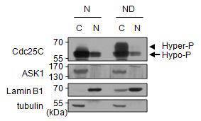 G2/M 세포분열기에서 ASK1 과 Cdc25C의 발현 위치 변화