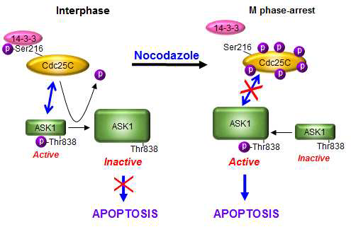 G2/M 세포분열기에서 ASK1 과 Cdc25C의 상호작용변화에 의한 세포사멸제어