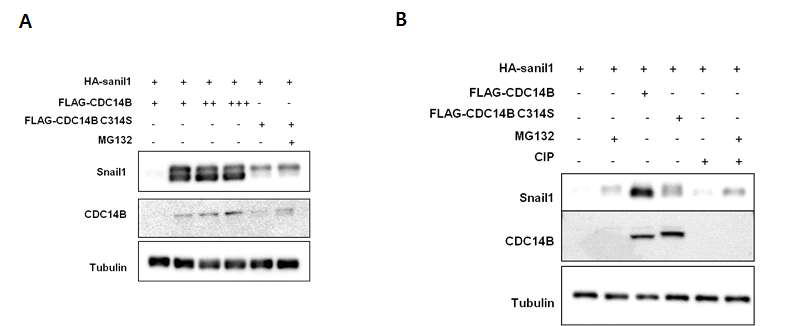 CDC14B에 의한 Snail1의 stabiltiy 및 dephosphorylation 조절