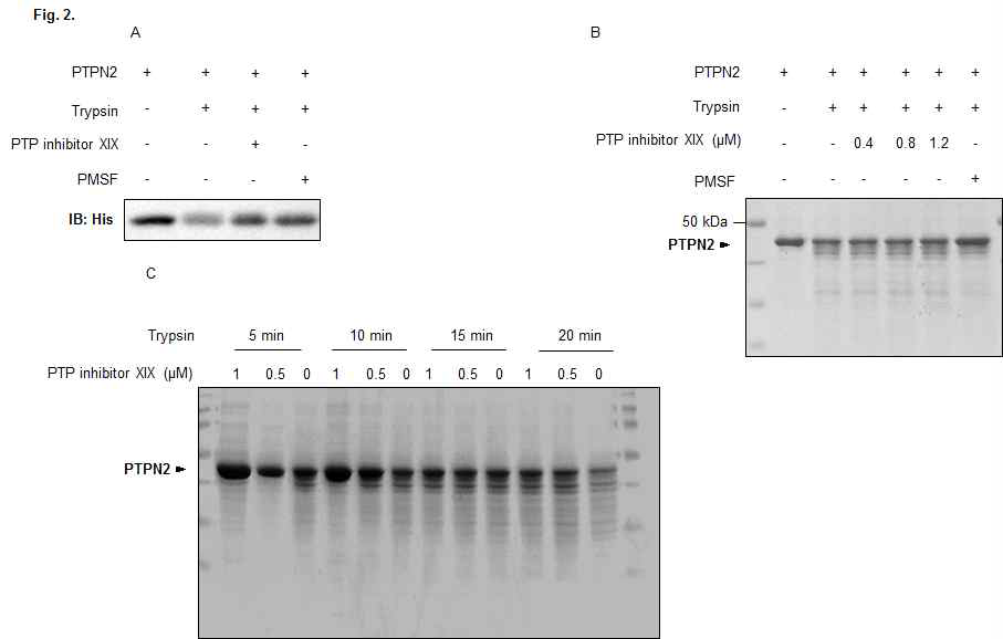 단백질 분해효소 Trypsin에 의한 PTP inhibitor XIX-PTPN2 구조변화 검증