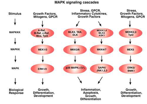 Overview of MAPK signaling cascades
