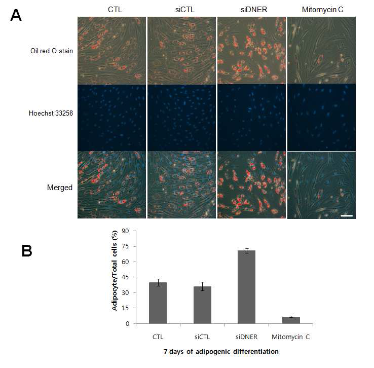 DNER과 Mitomycin C에 의한 cell cycle 억제 현상이 지방 유래 중간엽 줄기 세포의 지방분화에 미치는 효과