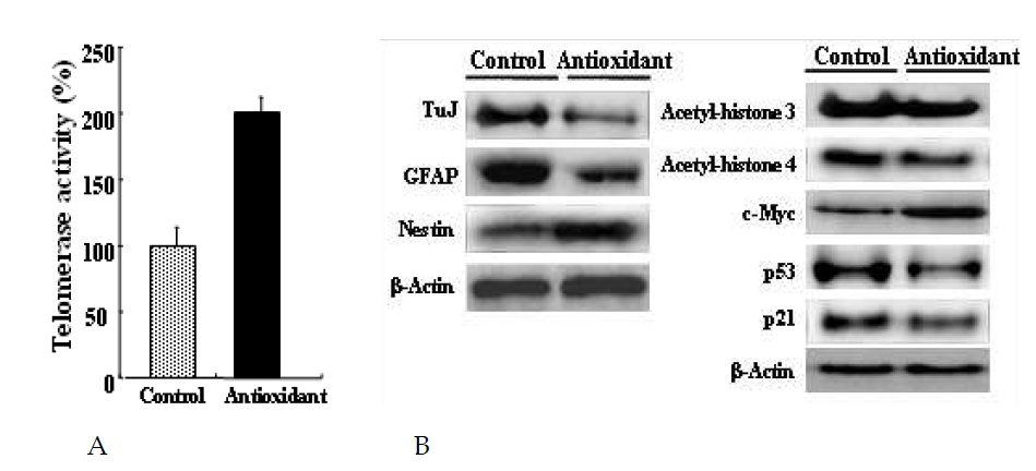 (A) Telomerase activity 측정; (B) Western blotting