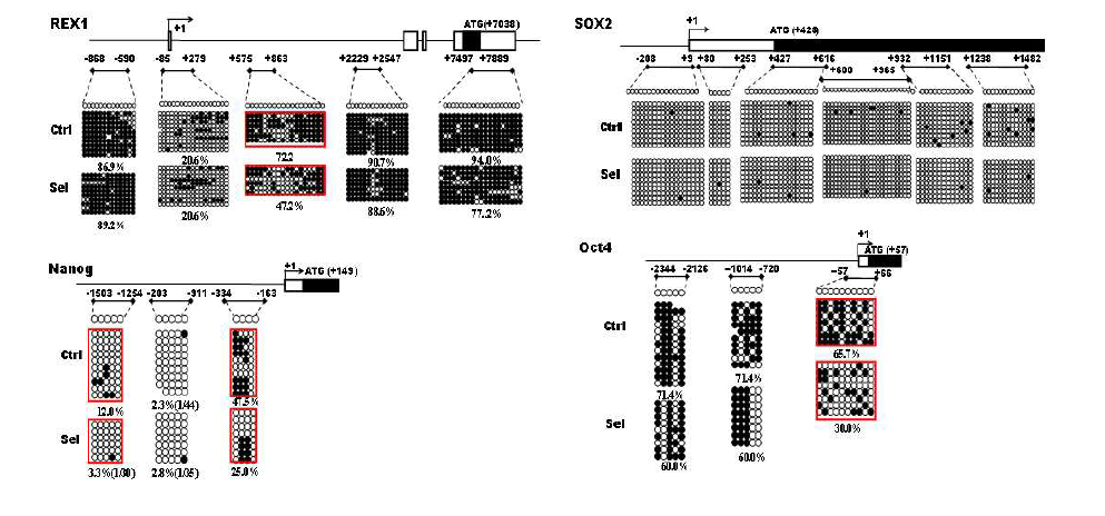 DNA demethylation 확인을 통해 역분화 유도제가 Rex 1, Sox2, Nanog, Oct4의 DNA demethylation 정도.