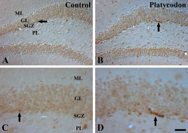 도라지 추출물이 해마의 줄기세포에서 DNA replication 증가를 유도함.