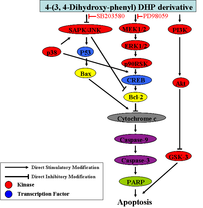 신경세포사멸에 유효성을 가지는 상황버섯유래의 Dihydroxyphenol계 물질 의 신경세포 보호 기작을 도식화한 그림임