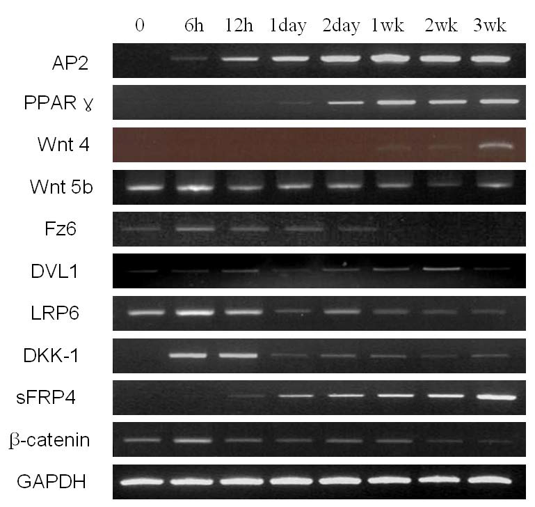 Wnt related mRNA expression during adipogenesis of hMAD-MSC