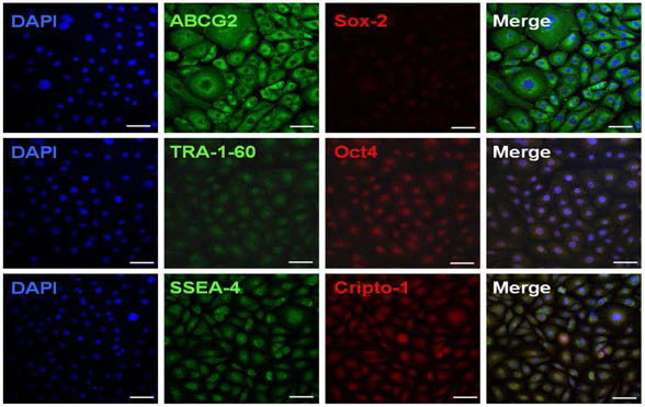 Characterization of amniotic epithelial cells by immunostaining with stem cell markers.