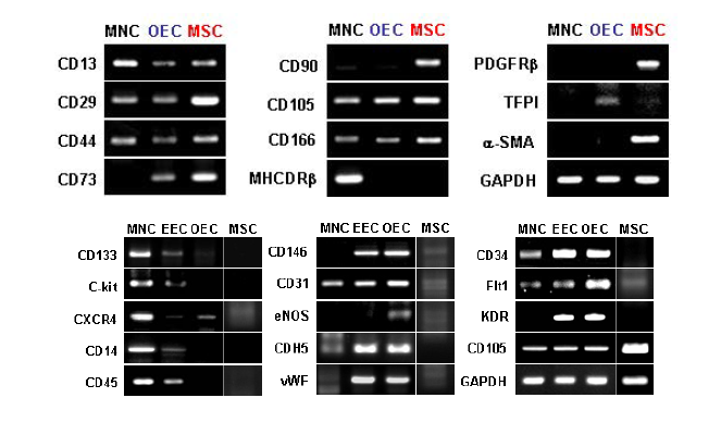 제대혈 단백구 및 OEC, MSC의 각종 표지자 확인