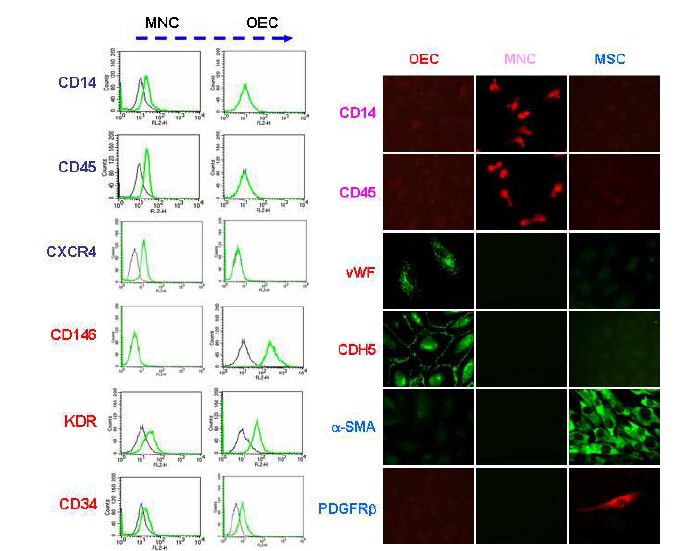 제대혈 단백구 및 OEC, MSC의 최종 confirm
