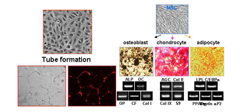 제대혈 유래 줄기세포의 각종세포로의 분화 확인