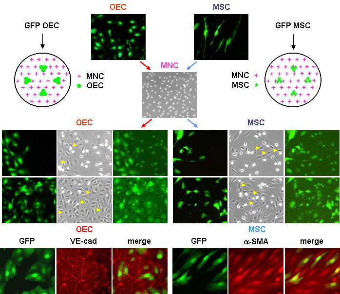 MNC의 OEC, MSC로의 분화 확인