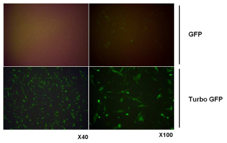 제대혈 중간엽 줄기세포에서 GFP 및 turbo GFP의 관찰
