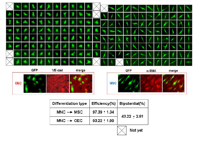MNC의 OEC, MSC로의 분화 확인 및 효율검색