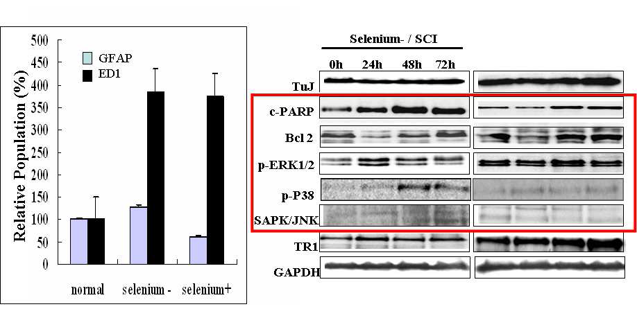 항산화제인 selenium의 척수손 상 부위에서의 신경보호 작용 및 분자적 작용기작의 분석