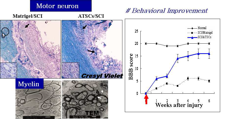 지방기질 세포 추출물을 척수손상부위에 주입했을 때 손상부위의 미엘린 파괴정도가 완화되었으며 행동평가에 따른 명확한 유효성을 나타내었음