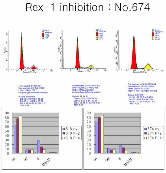 Rex-1 억제에 따른 제대혈 중간엽줄기세포의 세포주기 변화