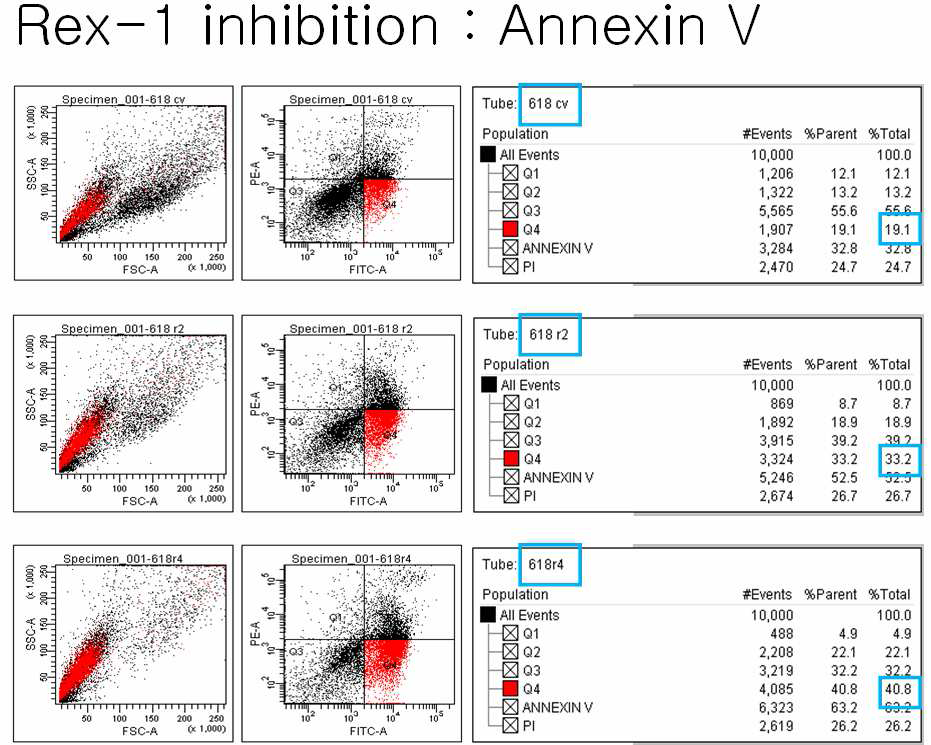 Rex-1 억제에 따른 제대혈 중간엽줄기세포의 apoptosis 유도