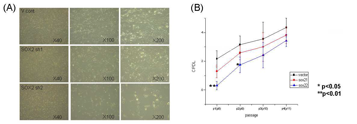 Sox-2 knock-down에 따른 제대혈 중간엽줄기세포의 현미경학적 성상과 cumulative population doubling level (CPDL) 의 감소