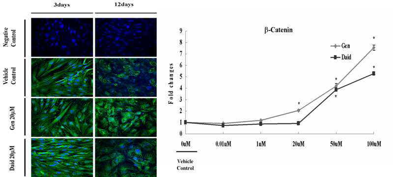 Isoflavon에 의한 지방줄기세포 지방분화에 있어서 beta-catenin의 변화
