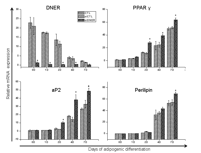 siRNA를 이용한 DNER의 억제와 이에따른 지방분화 marker들의 변화