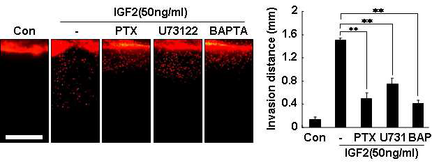 IGF2에 의한 혈관내피 invasion 억제 확인