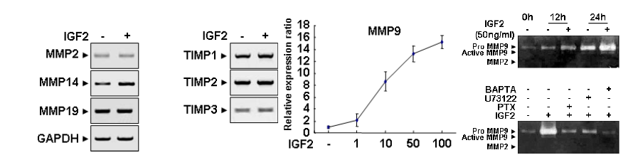 IGF2와 MMP의 관계 규명