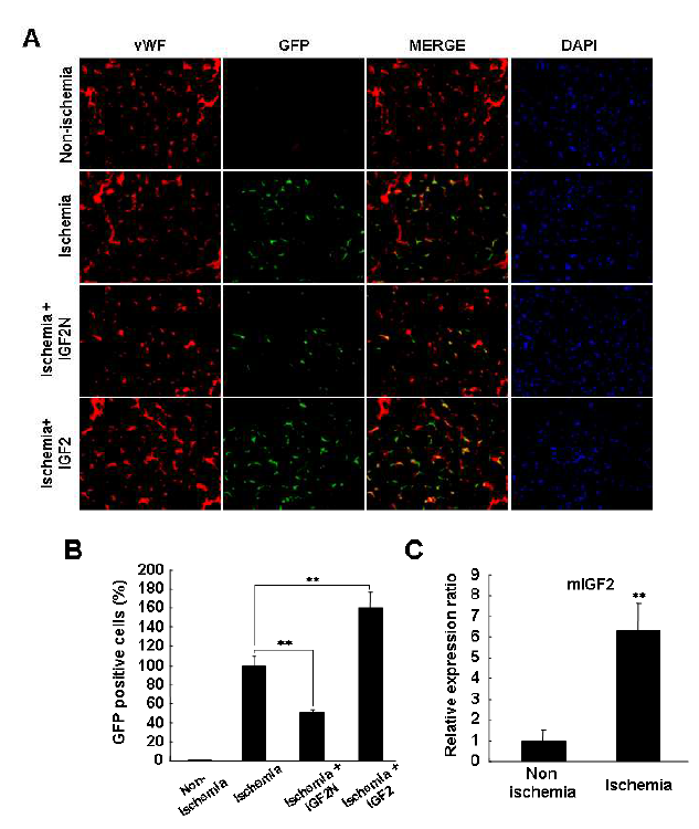 Hindlimb ischemia model을 이용한 IGF2에 의해 유도되는 줄기세포 homing 효과를 분석