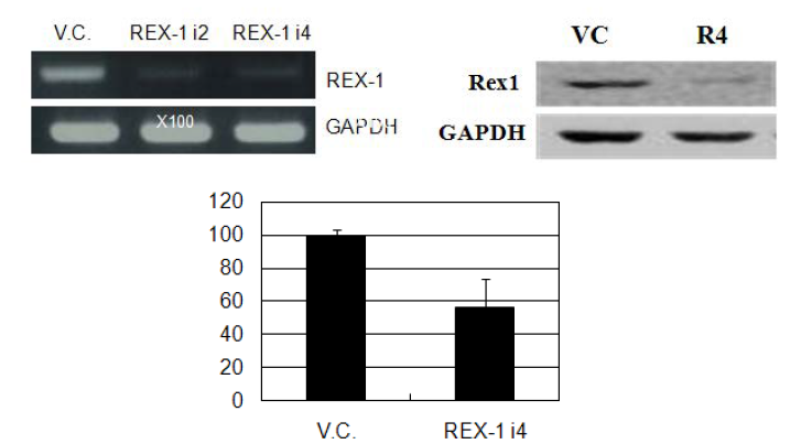 REX-1의 RT-PCR 및 western blot, MTT assay after inhibition.