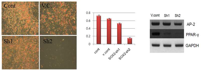 지방분화 유도. Alizarin Red S 염색과 용출 및 지방 분화 마커에 대한 RT-PCR.