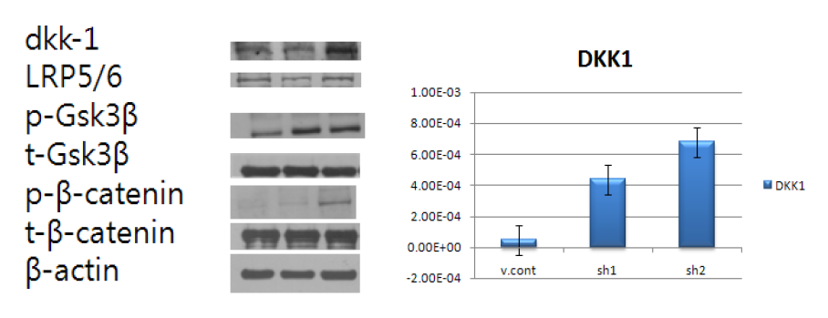 WNT signaling pathway.western blot 과 DKK1에 대한 real-time PCR 결 과.