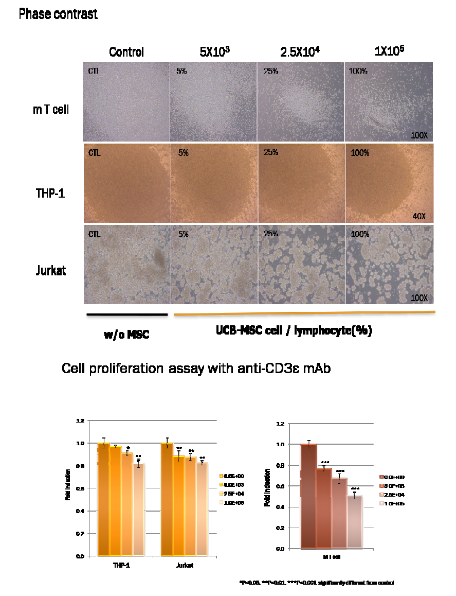 중간엽 줄기세포와 생쥐의 T세포 및 THP-1, Jurkat세포와 공배양시 증식이 억제됨