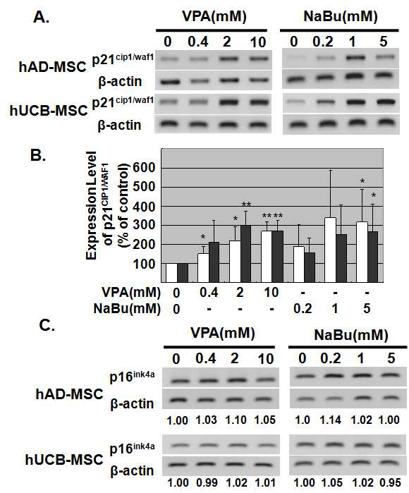 HDAC inhibitor 처리에 따른 세포조절 기전 확인