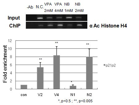 ChIP을 이용한 p21CIP1/WAF1 promoter의 histone acetylation pattern 확인