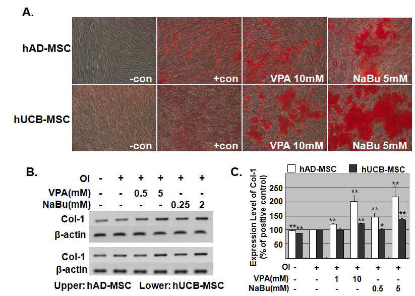 HDAC inhibitor에 의한 지방 및 제대혈 중간엽 줄기세포의 골분화조절