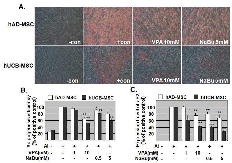 HDAC inhibitor에 의한 지방 및 제대혈 중간엽 줄기세포의 지방분화조절