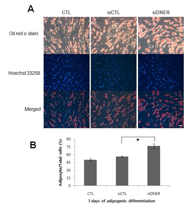 지방유래 중간엽 줄기세포에서 DNER knock-down의 지방분화 증진 효과