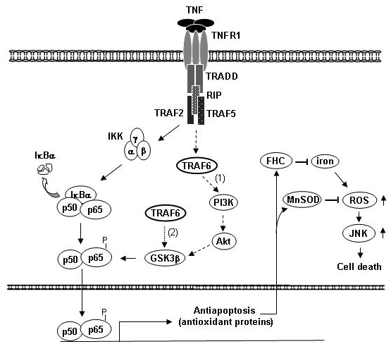 TNF 염증신호전달계에서 TRAF6-GSK3β-NF-κB를 경유하는 세포생존의 신규 신호전달계 규명