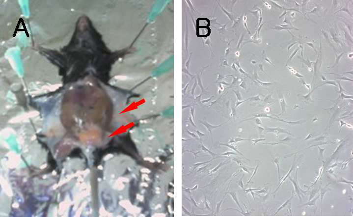 (A) 시술 중의 생쥐 dorsal 및 inguinal 지방조직이 화살표로 표기됨. (B) 분리 추출된 지방간엽 줄기세포.