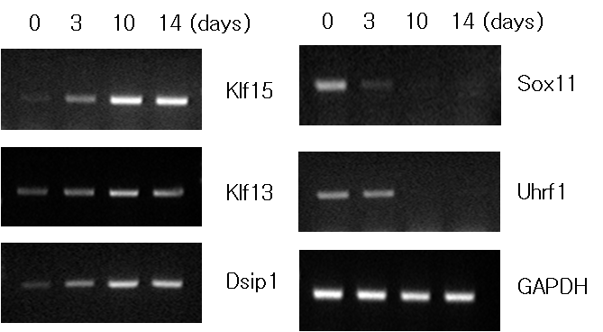 RTPCR 결과.