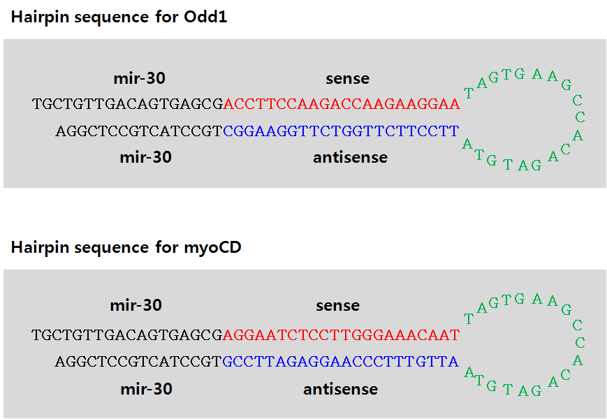 Odd1과 Myocd를 타게팅하는 shRNAmir의 염기서열과 구조.
