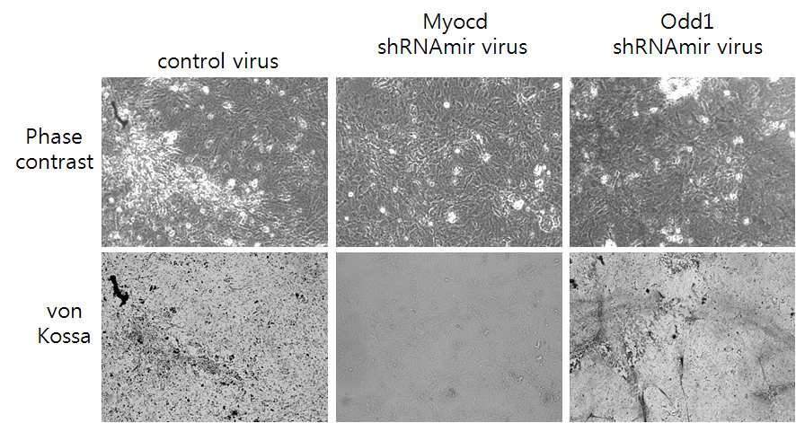 Myocd가 억제된 상황에서는 control과 달리 von Kossa staining이 보이지 않는다. Odd1이 억제된 경우 staining이 보인다.