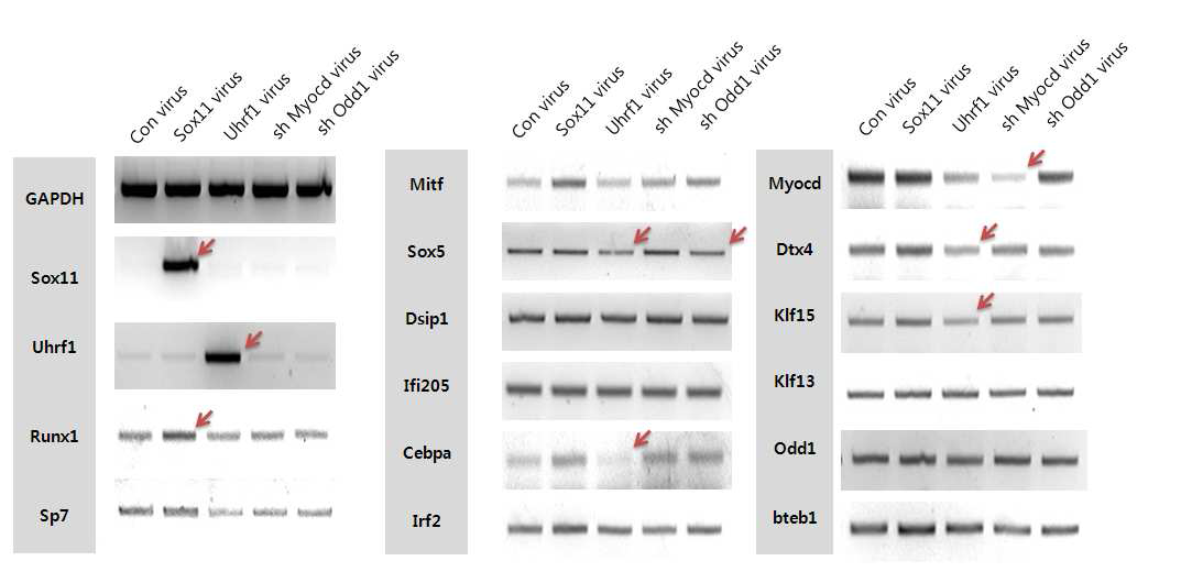 Sox11과 Uhrf1의 과발현과 Myocd와 Odd1의 발현 변화에 따른 전사제어인자의 발현 변화